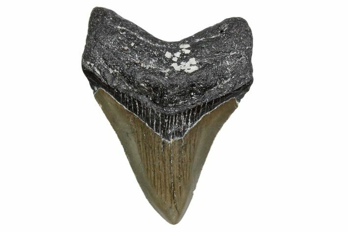 Serrated, Fossil Megalodon Tooth - North Carolina #357369